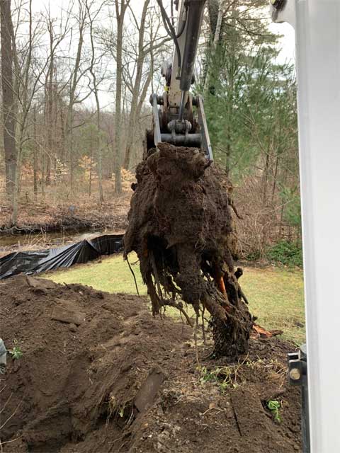 tree being pulled from foundation
